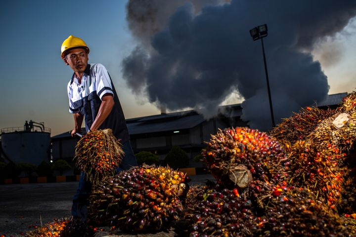 Indonesië en Maleisië trekken samen op tegen EU vanwege palmolie.