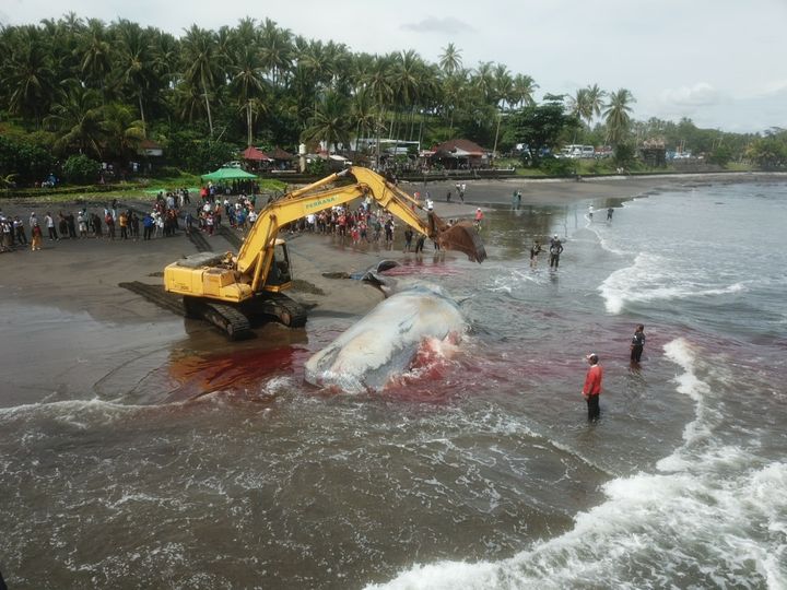 Voor derde keer deze maand walvis aangespoeld op strand Bali